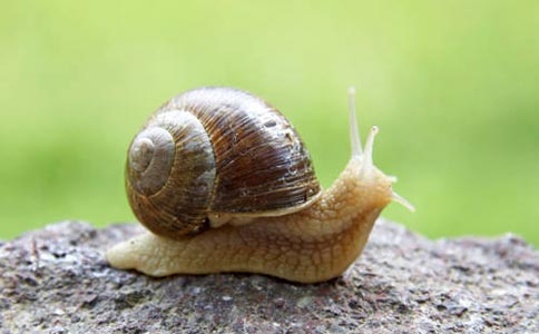 蜗牛